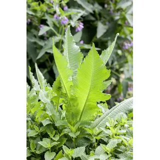 Dipsacus fullonum, Wilde Karde, ca. 9x9 cm Topf