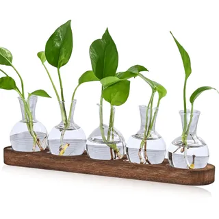 Pflanzen Terrarium, 5 Vintage Propagation Station mit Braunem Holztablett, Glasvase Klein Blumenvasen Set für Tischdeko, Mini Hydrokultur Vasen Deko für Blumen Pflanzen Stecklinge Kräuter
