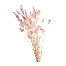 Trockenblume Samtgras ca. 60cm, pink