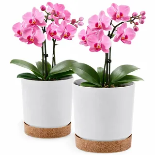PECZEKO Blumentopf matt, Pflanzkübel aus Übertopf Kunststoff Dekorativer Topf für, groß und klein Pflanzen, 2er-Set blumenkübel, blumenkübel kräutertopf (2 Pack) Weiß, ø 30 cm