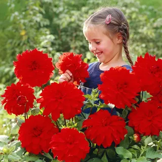 Dahlie Dinnerplate Knollen Riesen/Teller Dahlie Babylon Red 1 St.