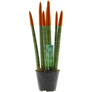 Sansevieria Cylindrica Straight -Spaghetti VELVET TOUCHZ®- 15-20 cm Bogenhanf Zimmerpflanze (Orange)