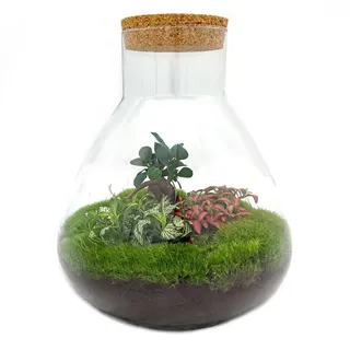 Flaschengarten - DIY Bausatz - Terrarium - Sam XL Bonsai - â??35cm