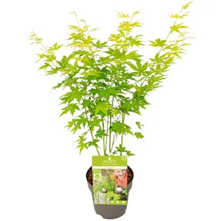 Son & Koot Acer Palm. 'Going Green' - 30 cm, Ø15 cm - Grün