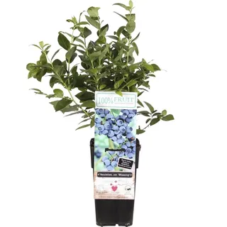 Kulturheidelbeere Goldtraube 71 – Heidelbeerstrauch ca. 60 cm im Topf – robuste Gartenpflanze für Terrasse & Garten