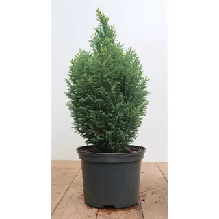 Chamaecyparis lawsoniana 'Snow White', Scheinzypresse, 30–40 cm