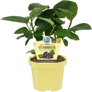 Blu Filzige Apfelbeere Topf-Ø ca. 12 cm