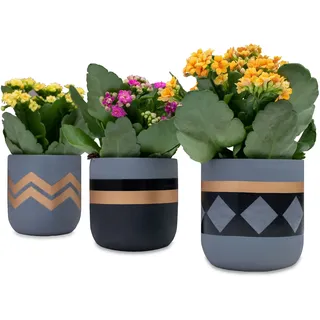 Blumentöpfe aus Zement (3 Stück)