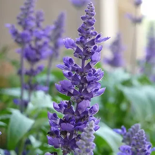 6 x Blüten Salbei 'Blaukönigin' - Salvia nemorosa 'Blaukoenigin' | Topf 9cm x 9cm