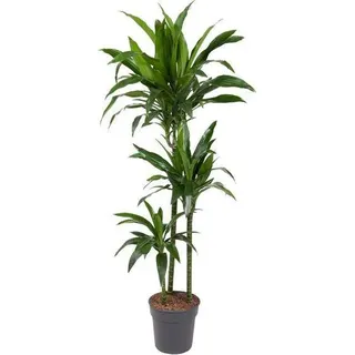 Drachenbaum Dracaena Janet Craig Ø24cm Zimmerpflanze 150cm