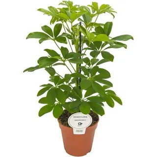 Schefflera Arboricola Nora 45 cm – Kleine Strahlenaralie, Zimmerpflanze, Kleinblättrige Schefflera, Pflegeleichte Dekopflanze für Innenräume