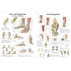 3B Scientific Lehrtafel laminiert - Fuß und Fußgelenke - Anatomie und Pathologie & Lehrtafel laminiert - Das Kniegelenk