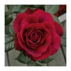 KORDES ROSEN Edelrose, Rosa »Bellevue®«, Blüte: rosarot, gefüllt