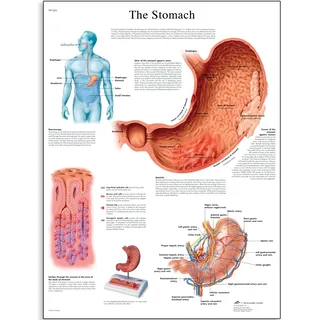 3B Scientific Human Anatomy Magendiagramm, laminierte Version (englische Version)