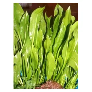 1 lose Pflanze Echinodorus Bleheri, Diskus