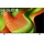 OLED77B59LA 77" 4K OLED Smart TV