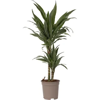 Drachenbaum - Dracaena Deremensis 'Warneckei' - Höhe 60-70cm - 17cm
