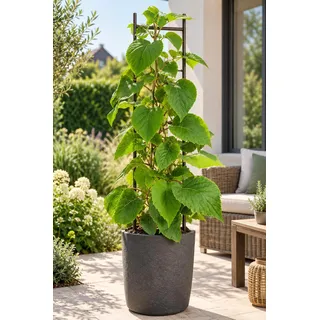 Männliche Kiwi ‘Atlas’ 50–70 cm – Actinidia chinensis Befruchter-Kiwipflanze, winterharte Kletterpflanze für Garten & Terrasse