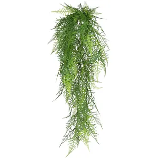 Creativ green "Hänger Asparagus plumosus", grün,