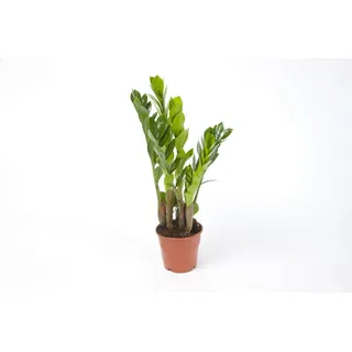 Zamioculcas Zamiifolia Zanzibar 40 cm 3+ Blätter Glücksfeder Zimmerpflanze