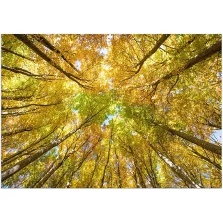 Wallario XXL Outdoor-Poster für Garten oder Balkon, Motiv Goldener Herbst - Bunte Blätter von unten betrachtet, in ca. 400 x 280 cm - Schwarz