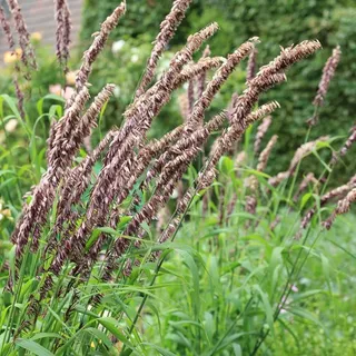 6 x Niedrige Aster Nanus - Melica altissima 'Atropurpurea' - Topf 9cm x 9cm