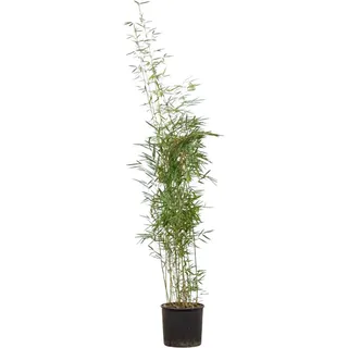 Gartenbambus Campbell Set à 25 Stück Höhe ca. 150 - 175 cm Fargesia robusta