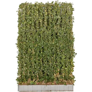 Großblättriger Irischer Efeu Element Set à 2 Stück Größe 120 x 180 cm