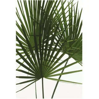 KOMAR Wandbild Palmtree Leaves 50 x 70 cm