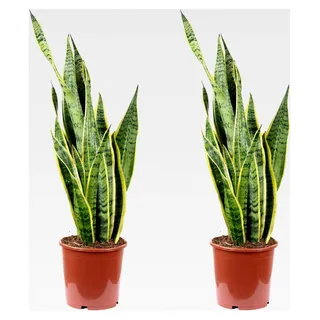 2x Bogenhanf, pflegeleichte Zimmerpflanze, Sansevieria trifasciata 'Laurentii' - Höhe ca. 65 cm, Topf-Ø 17 cm