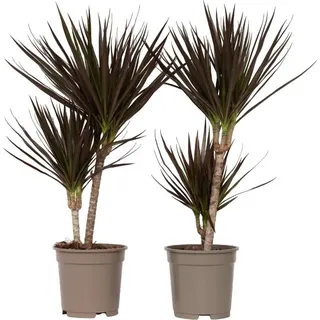 Drachenbaum - 2 Stk - Dracaena marginata 'Magenta' - Höhe 70-80cm - 17cm