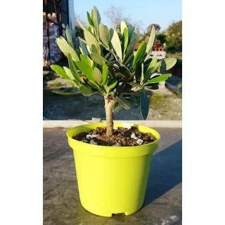 Olivenbaum - Olea Europea Stämmchen 20 cm Formgehölz