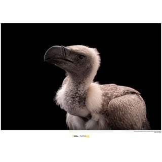 Komar National Geographic Wandbild | African White-Backed Vulture | Größe: 70 x 50 cm | ohne Rahmen | Poster, Fotographie, Tier, bedrohte Tierart, Tierbild, Kundstdruck, Porträt | WB-NG-031-70x50