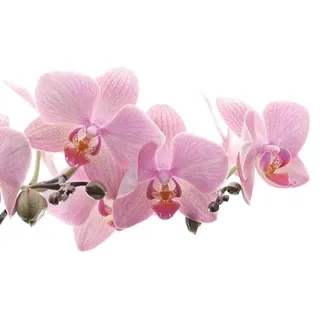 Rasch Tapete 838350 - Fototapete auf Vlies mit Orchideen in Rosa aus der Kollektion Magicwalls - 2,65 m x 4,24 m (LxB)