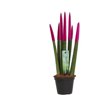 Sansevieria Cylindrica Straight -Spaghetti VELVET TOUCHZ®- 15-20 cm Bogenhanf Zimmerpflanze (Fuchsia) - Fuchsia