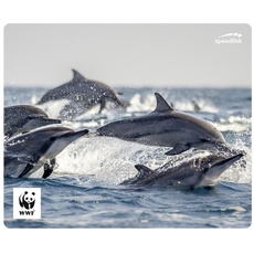 Bild von TERRA WWF Delfine