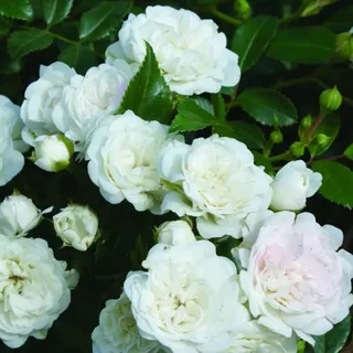 2 x Bodendecker Rose - Rosa 'White Fairy'