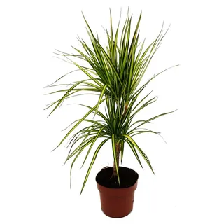 Dracaena marginata "Sunray" - Sonnenstrahl-Drachenbaum - 17cm Topf - 2er Tuff - Grün