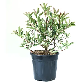 GROW by OBI Glanzmispel Pink Marble Höhe ca. 25 -30 cm Topf ca. 10 l