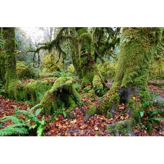 Papermoon »TROPISCHER WALD-BAUM DSCHUNGEL SONNE WEG PFLANZE FARNE«, bunt,