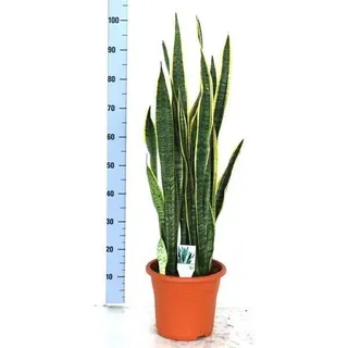 Sansevieria trifasciata Laurentii 80 cm Bogenhanf bessere Raumluft Zimmerpflanze