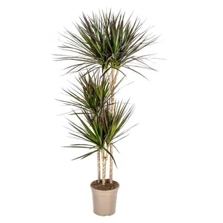 Dracaena Marginata Magenta 24cm Topf - Höhe 130-150cm - Grün