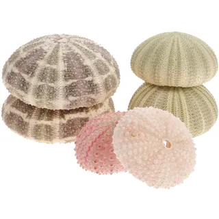 VICASKY 6 Stück Tillandsien Pflanzen Echt Halter Seeigel GehäUse Luftpflanzen Shell Display Aquarium Schale Muschel Deko 6 Stück Töpfe aus Synthetischem Material als Natürlicher Pflanzhalter Maritime
