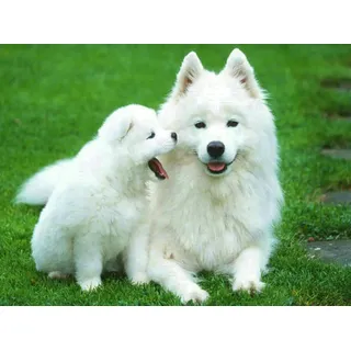 Pracht Creatives Hobby Diamond Painting Set, Bild mit Motiv Hunde und Zubehör, Größe ca. 35 x 25 cm, Bastelset zum Malen mit Glitzersteinchen für Kinder ab 5 Jahren