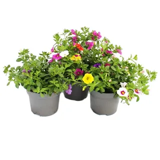 Zauberglöckchen Minihängepetunie Calibrachoa 12cm Topf Set mit 3 Pflanzen bunt (mehrfarbig)