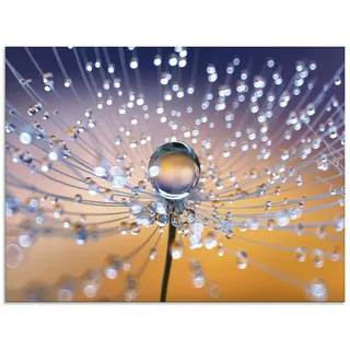 ARTland Wanddeko Glasbilder Wandbild Glas Bild einteilig 60x45 cm Querformat Blumen Pusteblume Wassertropfen Natur Modern Orange U1TA