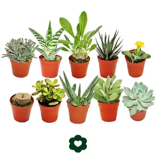 10 verschiedene Sukkulenten 5,5cm Topf im Set - Grün