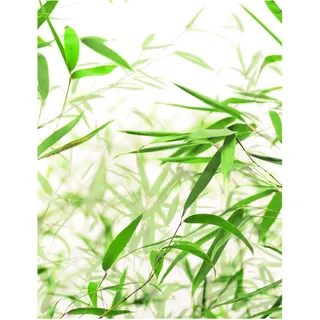 KOMAR Wandbild Bamboo Leaves 40 x 50 cm