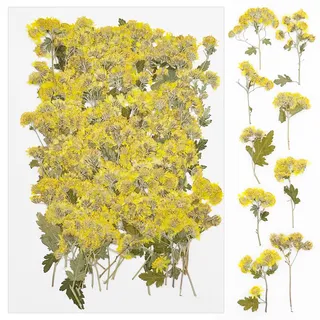 Cayway 100 Stück Natürlich Getrocknete Blumen Gepresste Blumen zum Basteln Blüten Getrocknet, Gepresste Trockenblumen für Harz Gepresste Blüten Scrapbooking Blumen, Gänseblümchen