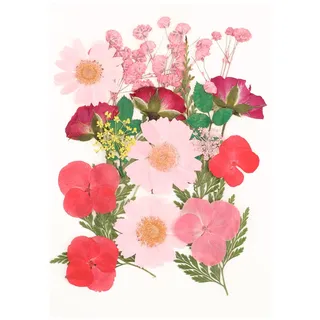Trockenblumen Gepresste Blumen Deko Getrocknte Blumen Bunt Getrocknete Blumen Dried Pressed Flowers für Harz Schmuck Machen DIY Kerzen Anhänger Handyhüllen Fotorahmen Scrapbook